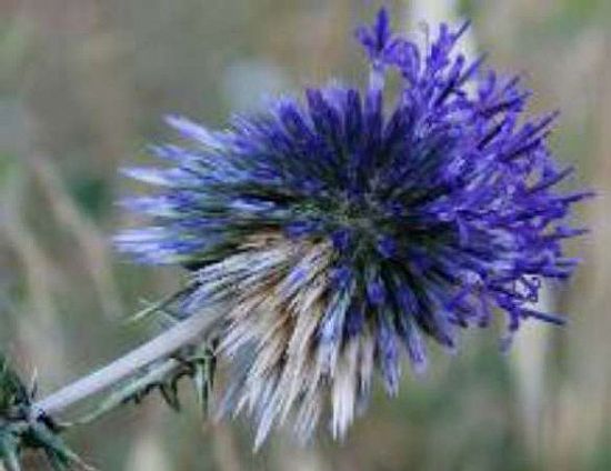 echinops